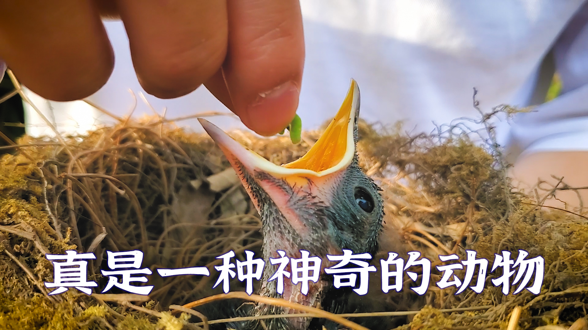 村小幸:奇迹生还!一晚上没合眼了,只是因为它!